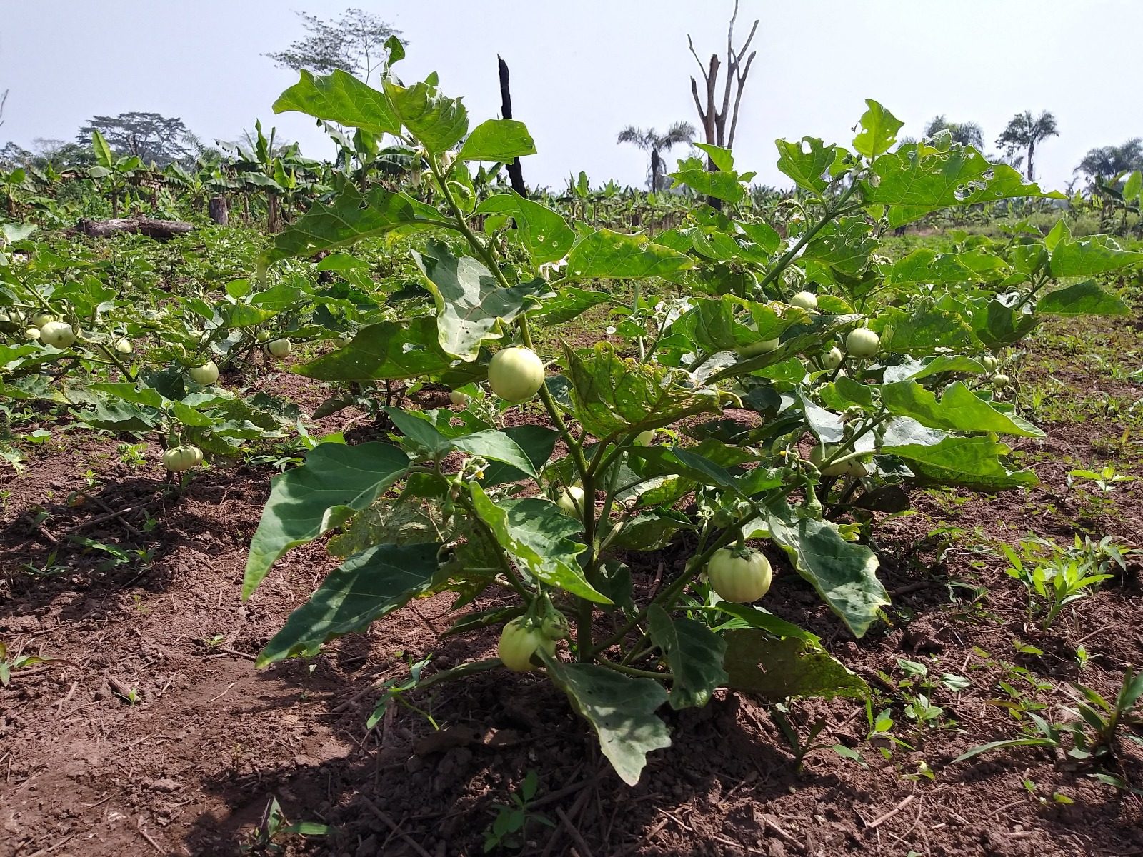 Cavalla River (Nuwon) Vegetable production via organic farming in Nimba County, Liberia.