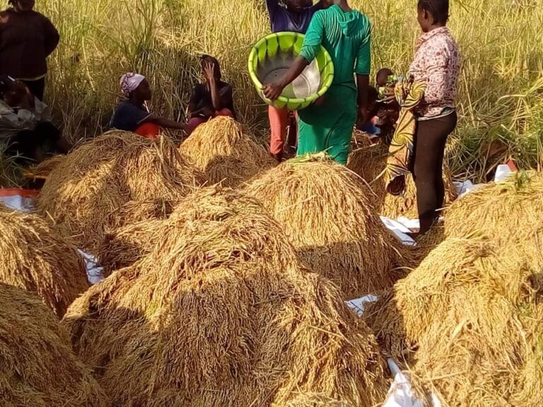 Discover the professional consultancy services for rice farmers