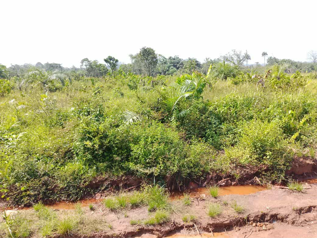 Cavalla River Floodplain Farm Land – Pic 2